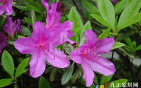 杜鹃花有毒吗,美丽与毒性的双重面纱