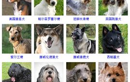 狗品种大全,详尽解析全球热门犬种特点与养护知识
