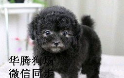 贵妇犬多少钱,品种、体型与颜色影响价格