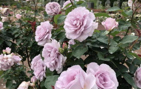 月季花品种,从单瓣到重瓣，尽享花海盛宴