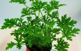 驱蚊植物,探索天然植物的驱蚊奇效”