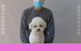 宠物美容教程,轻松掌握宠物护理与造型技巧